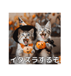 ハロウィンだ！子猫ミームで遊ぼう！（個別スタンプ：6）