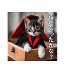 ハロウィンだ！子猫ミームで遊ぼう！（個別スタンプ：16）