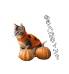 ハロウィンだ！子猫ミームで遊ぼう！（個別スタンプ：21）