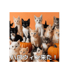 ハロウィンだ！子猫ミームで遊ぼう！（個別スタンプ：23）