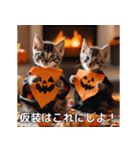 ハロウィンだ！子猫ミームで遊ぼう！（個別スタンプ：24）