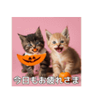 ハロウィンだ！子猫ミームで遊ぼう！（個別スタンプ：32）