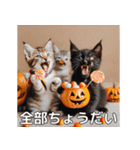 ハロウィンだ！子猫ミームで遊ぼう！（個別スタンプ：33）