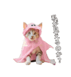 ハロウィンだ！子猫ミームで遊ぼう！（個別スタンプ：35）