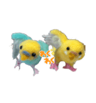 羊毛フェルトのインコちゃんの日常会話（個別スタンプ：2）