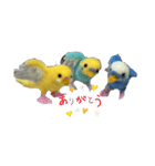羊毛フェルトのインコちゃんの日常会話（個別スタンプ：3）