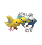 羊毛フェルトのインコちゃんの日常会話（個別スタンプ：4）