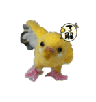 羊毛フェルトのインコちゃんの日常会話（個別スタンプ：6）
