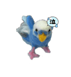 羊毛フェルトのインコちゃんの日常会話（個別スタンプ：7）