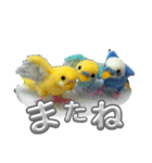 羊毛フェルトのインコちゃんの日常会話（個別スタンプ：12）