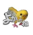 羊毛フェルトのインコちゃんの日常会話（個別スタンプ：13）