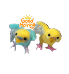 羊毛フェルトのインコちゃんの日常会話（個別スタンプ：14）