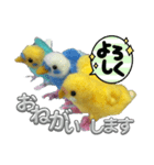 羊毛フェルトのインコちゃんの日常会話（個別スタンプ：15）