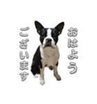 ボストンテリアのイギーくん（個別スタンプ：1）