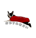 ボストンテリアのイギーくん（個別スタンプ：2）
