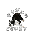 ボストンテリアのイギーくん（個別スタンプ：4）
