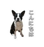 ボストンテリアのイギーくん（個別スタンプ：6）