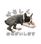 ボストンテリアのイギーくん（個別スタンプ：7）