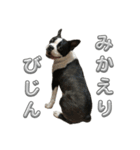 ボストンテリアのイギーくん（個別スタンプ：10）