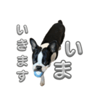 ボストンテリアのイギーくん（個別スタンプ：12）