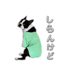 ボストンテリアのイギーくん（個別スタンプ：13）