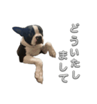 ボストンテリアのイギーくん（個別スタンプ：15）