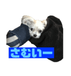 今日もモコ（個別スタンプ：3）