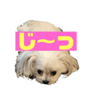 今日もモコ（個別スタンプ：5）