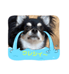 マイワンコスタンプ★（個別スタンプ：2）