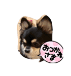 マイワンコスタンプ★（個別スタンプ：6）