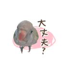 オキナインコ、まりもちゃん（個別スタンプ：13）