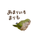 オキナインコ、まりもちゃん（個別スタンプ：22）