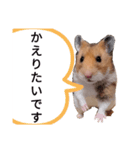 フェアリープリンセス☆その1（個別スタンプ：11）