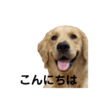ゴールデンレトリバーのもか（個別スタンプ：7）