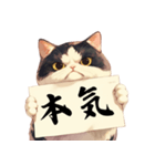 シュールな猫の訴え(デカ文字・煽り)（個別スタンプ：16）