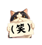 シュールな猫の訴え(デカ文字・煽り)（個別スタンプ：39）