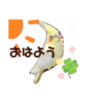 インコフレンズ1（個別スタンプ：1）