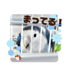 インコフレンズ1（個別スタンプ：9）