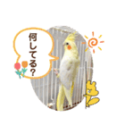 インコフレンズ1（個別スタンプ：10）