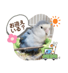 インコフレンズ1（個別スタンプ：18）