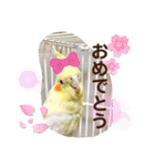 インコフレンズ1（個別スタンプ：19）