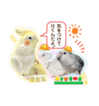 インコフレンズ1（個別スタンプ：22）