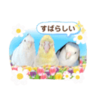 インコフレンズ1（個別スタンプ：23）