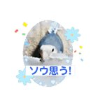 インコフレンズ1（個別スタンプ：30）