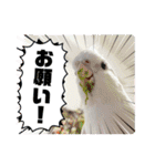 インコフレンズ1（個別スタンプ：34）