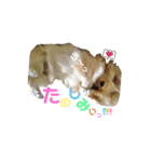 ちゃびたんたん（個別スタンプ：3）