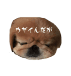 ちゃびたんたん（個別スタンプ：5）