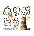 毎日使える日常会話☆デカ文字☆猫☆ネコ（個別スタンプ：1）