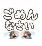 毎日使える日常会話☆デカ文字☆猫☆ネコ（個別スタンプ：2）