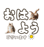 毎日使える日常会話☆デカ文字☆猫☆ネコ（個別スタンプ：5）